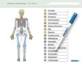 Ich kenne meinen Körper - Das Skelett