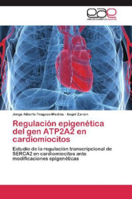 Regulación epigenética del gen ATP2A2 en cardiomiocitos