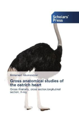 Gross anatomical studies of the ostrich heart