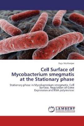 Cell Surface of Mycobacterium smegmatis at the Stationary phase