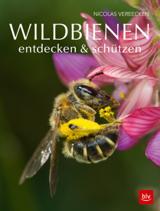 Wildbienen entdecken & schützen