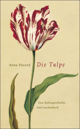 Die Tulpe