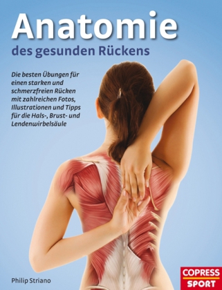 Anatomie des gesunden Rückens